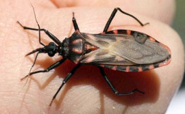 SES-TO alerta a população para a prevenção e combate à doença de Chagas