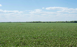 Tocantins abre janela de plantio de soja semente nas Planícies Tropicais no próximo dia 20
