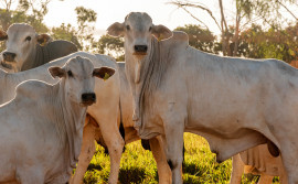 Governo do Tocantins alerta produtores para anteciparem a declaração obrigatória de animais a partir do dia 22 de abril