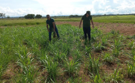 Governo do Tocantins e Embrapa levam tecnologias com potencial produtivo para a Agrotins 2024