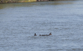 Atividades de monitoramento e conservação do pato-mergulhão têm início no Tocantins