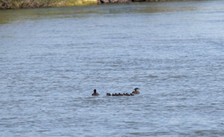 Governo do Tocantins realiza atividades de monitoramento e conservação do pato-mergulhão