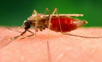 No Dia Mundial de Luta contra a Malária, SES-TO alerta para a prevenção

