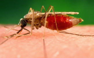 No Dia Mundial de Luta contra a Malária, SES-TO alerta para a prevenção da doença
