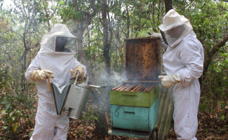 Apicultor apresentará protótipo para monitorar colônias de abelhas e aumentar produtividade do mel na Agrotins 2024