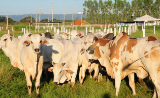 Governo do Tocantins apresenta potencial genético do rebanho bovino e equídeo na Agrotins 2024