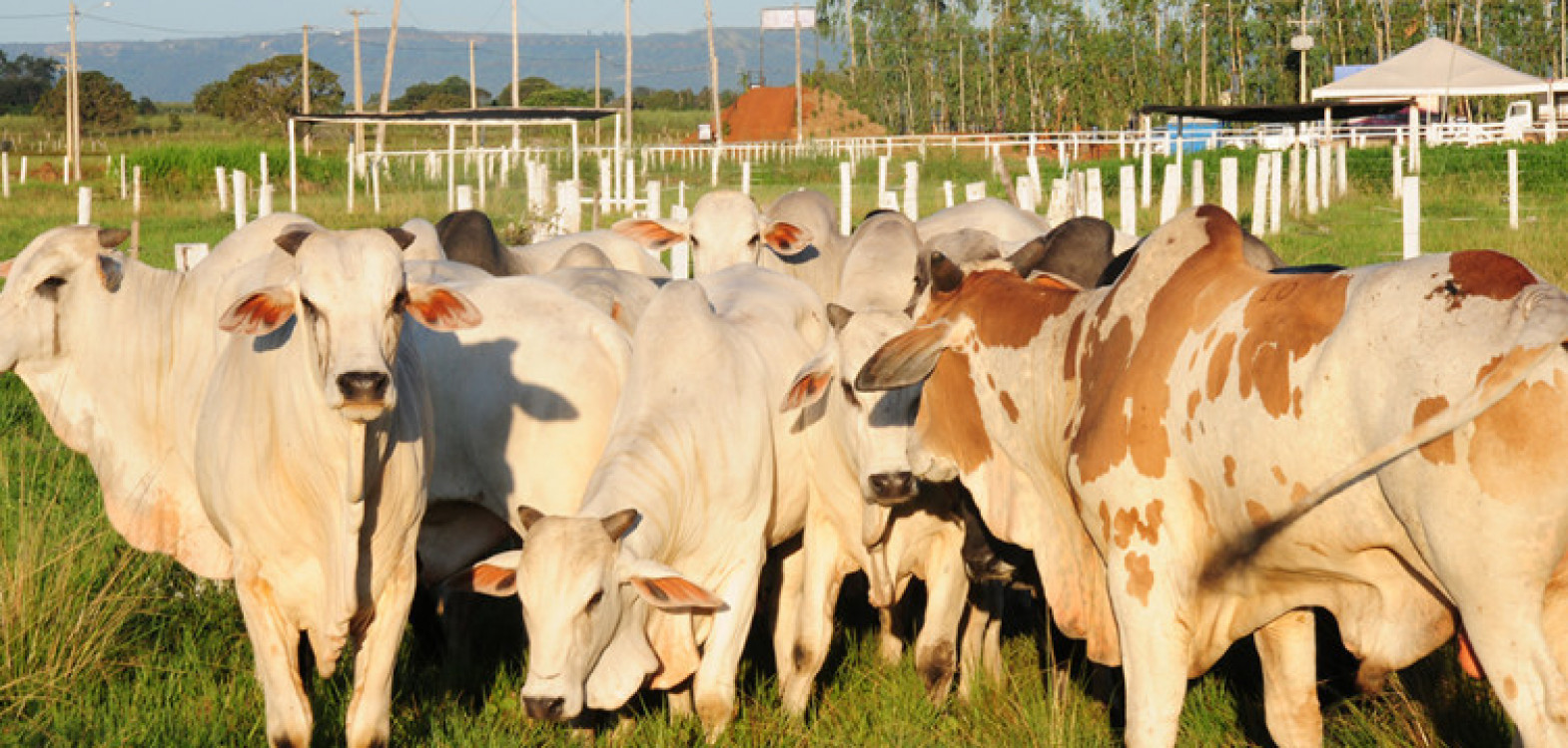 Rebanho bovino tocantinense chega a aproximadamente 11,3 milhões de cabeças