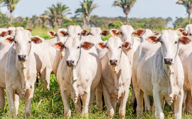 Adapec viabiliza estudo que comprova a ausência de circulação viral de febre aftosa no Tocantins 