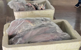 Governo do Tocantins investe em curso de processamento de pescado e adquire mais de 240 kg de peixes para degustação na Agrotins 2024