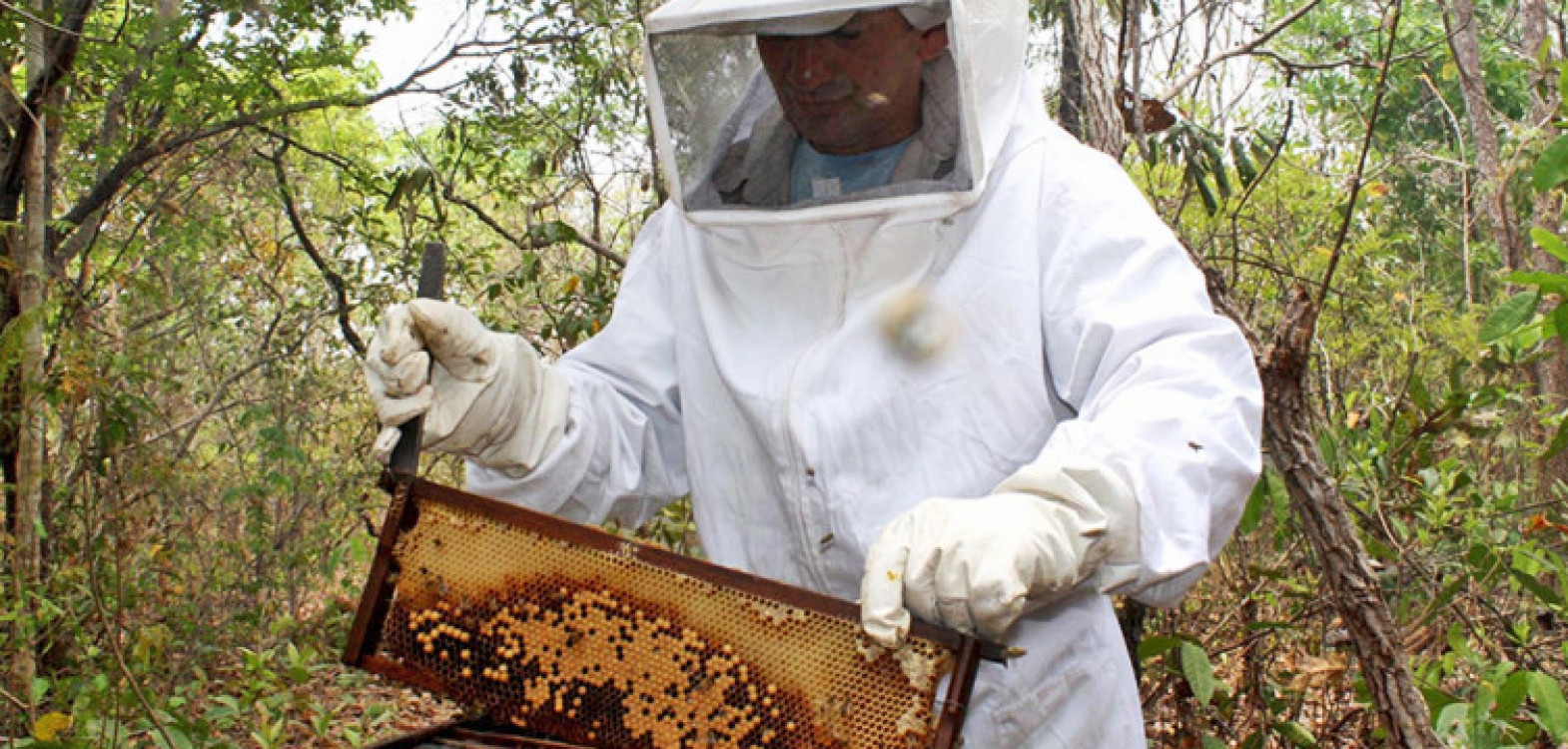  A produção de mel no Tocantins é mais uma alternativa de geração de renda