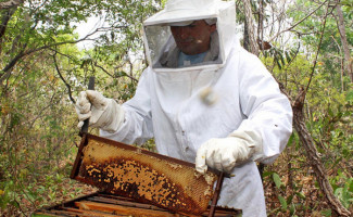Agrotins 2024 terá trilha do conhecimento para apresentar o processo da produção de mel de abelhas