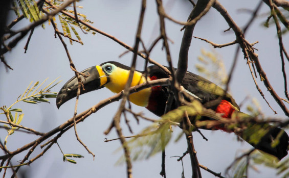 Gerido pelo Naturatins, Parque Estadual do Lajeado celebra 23 anos com programação destinada à observação de aves 