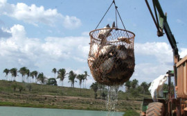 Pesca e Aquicultura apresenta dados inéditos sobre a cadeia da piscicultura no Tocantins