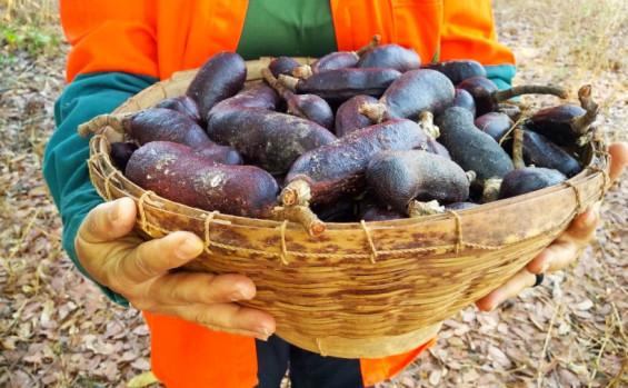 Comunidades das Unidades de Conservação expõem riquezas culturais e produtos artesanais na Agrotins 2024