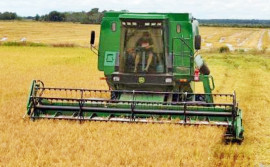 Produção de arroz irrigado no Tocantins aumenta em 11,7% em área plantada