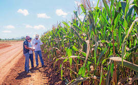 Adapec conclui monitoramento das doenças relacionadas ao complexo de enfezamento na cultura do milho no Tocantins
