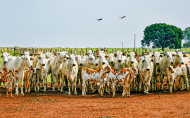 Adapec prorroga prazo para a realização da declaração de informações pecuárias