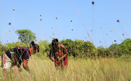Durante Festa da Colheita, Naturatins entrega licenças de coleta, manejo e transporte do capim-dourado