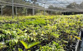 Governo do Tocantins distribui mudas do Cerrado em alusão à Semana do Meio Ambiente 