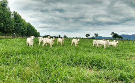 Governo do Tocantins abre inscrições para a Rota da Pecuária 2024
