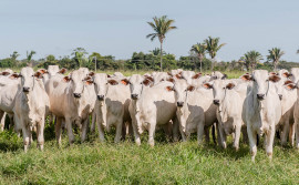 Governo do Tocantins alcança índice de 95,3% de propriedades declaradas com explorações pecuárias