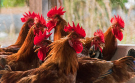Governo do Tocantins finaliza estudos sorológicos para comprovação de ausência de doenças em aves e suínos