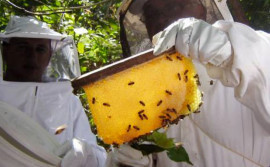 Governo do Tocantins é parceiro no 7° Encontro de Apicultores e Meliponicultores da Região Tocantina