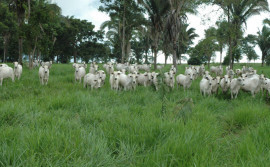 Governo do Tocantins inicia expedição da Rota da Pecuária nesta segunda-feira, 24