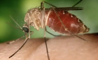 Saúde monitora casos de Febre Oropouche no Tocantins e reforça ações de prevenção