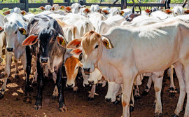 Governo do Tocantins alerta sobre prazo para vacinação de bezerras entre três e oito meses de idade contra brucelose, que encerra dia 30 de junho
