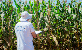Adapec apresenta resultado do monitoramento do complexo do enfezamento do milho às instituições parceiras