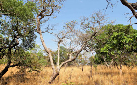 Governo do Tocantins celebra redução de 31,56% no desmatamento do bioma Cerrado no Estado, em junho de 2024