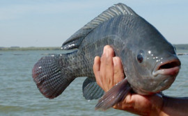 Governo do Tocantins lança cartilha digital com orientações sanitárias para cultivo de tilápias