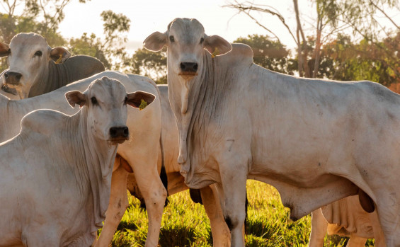 Governo do Tocantins garante desenvolvimento na defesa agropecuária com investimentos de mais de R$ 4,7 milhões 