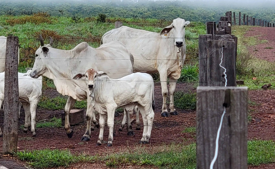 Ações do Governo do Tocantins em 2024 ampliam potencial econômico da agricultura e pecuária no Estado