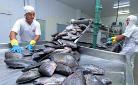 Governo do Tocantins fortalece a pesca e a aquicultura e atualiza dados sobre comercialização de peixe e piscicultura no Estado