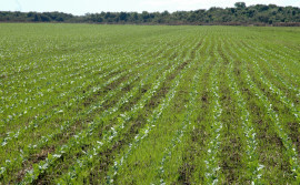 Com investimentos do Governo do Tocantins, valorização da terra é impulsionada pela expansão da soja