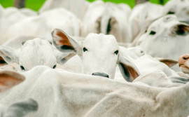 Governo do Tocantins encerra primeira etapa de vacinação contra brucelose com 94,21% de cobertura vacinal