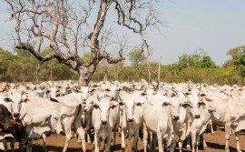 Adapec alerta sobre prazo para declaração de informações pecuárias dos animais da Ilha do Bananal, que inicia no dia 1° de agosto
