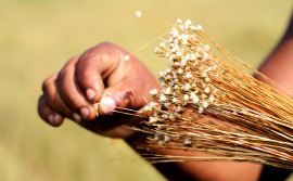 Governo do Tocantins orienta sobre prazo final para solicitação de licença de manejo do capim-dourado e buriti 