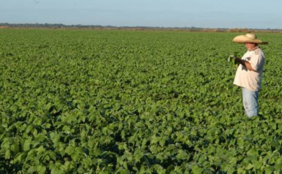 Governo do Tocantins comemora Dia do Agricultor com avanços significativos na produção agrícola