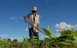 Governo do Tocantins comemora Dia do Agricultor com avanços significativos na produção agrícola
