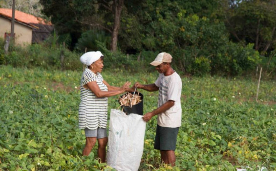 Governo do Tocantins comemora Dia do Agricultor com avanços significativos na produção agrícola