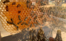 Governo do Tocantins apresenta tecnologia de produção de abelhas na Feira da Colheita em Sampaio