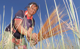 Governo do Tocantins estende prazo para solicitação de licença de manejo do capim-dourado e buriti até 10 de agosto