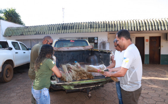 Naturatins apreende mais de 8 kg de capim-dourado na região do Jalapão