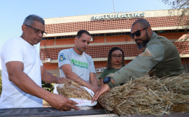 Naturatins apreende mais de 8 kg de capim-dourado na região do Jalapão
