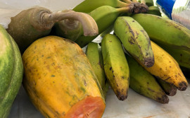 Governo do Tocantins realiza a Feira da Colheita em Ipueiras, com novas tecnologias, expositores e capacitações para agricultores
