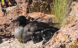 Oito patinhos-mergulhões nascem no Jalapão e representam esperança para a conservação da espécie