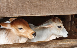 Adapec alerta sobre a importância da campanha de vacinação contra brucelose em fêmeas bovídeas